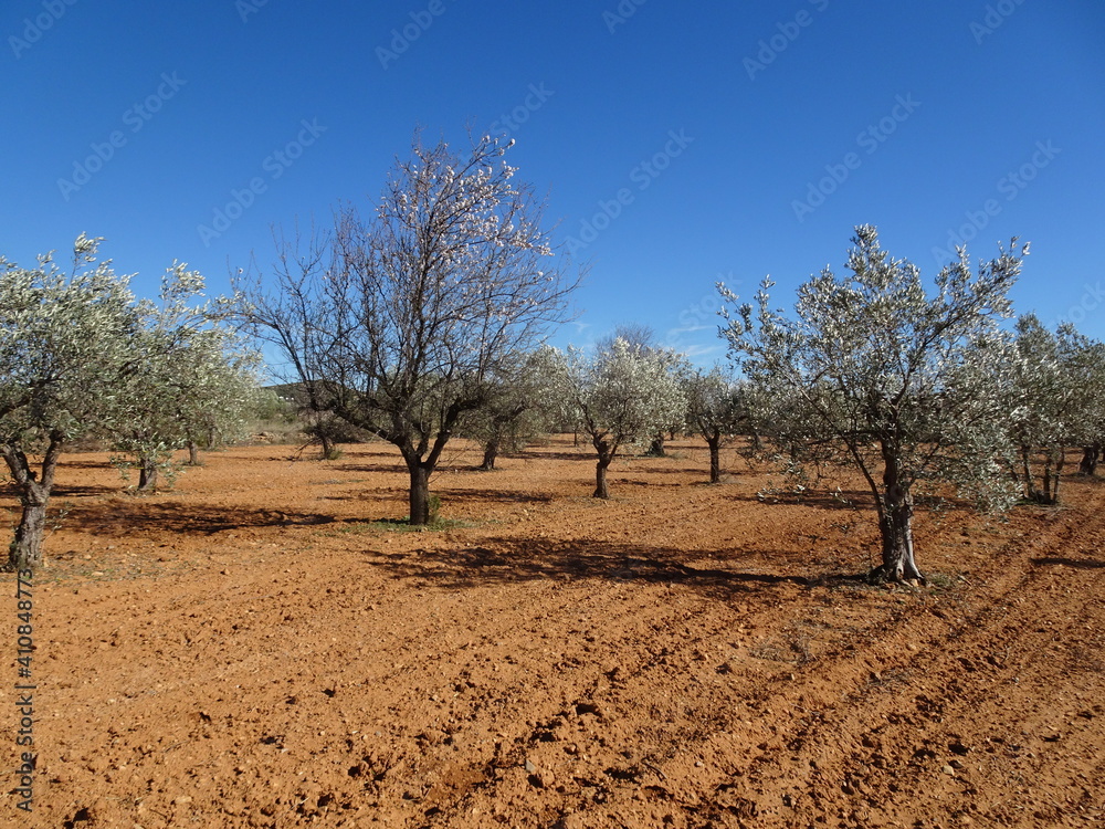 Olive Tree Orchard in Valencia Spain