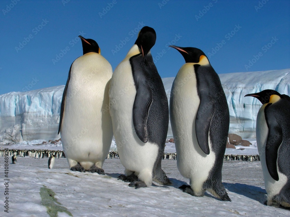 Fototapeta premium Emperor penguins flock Antarctica snow ice blue sky