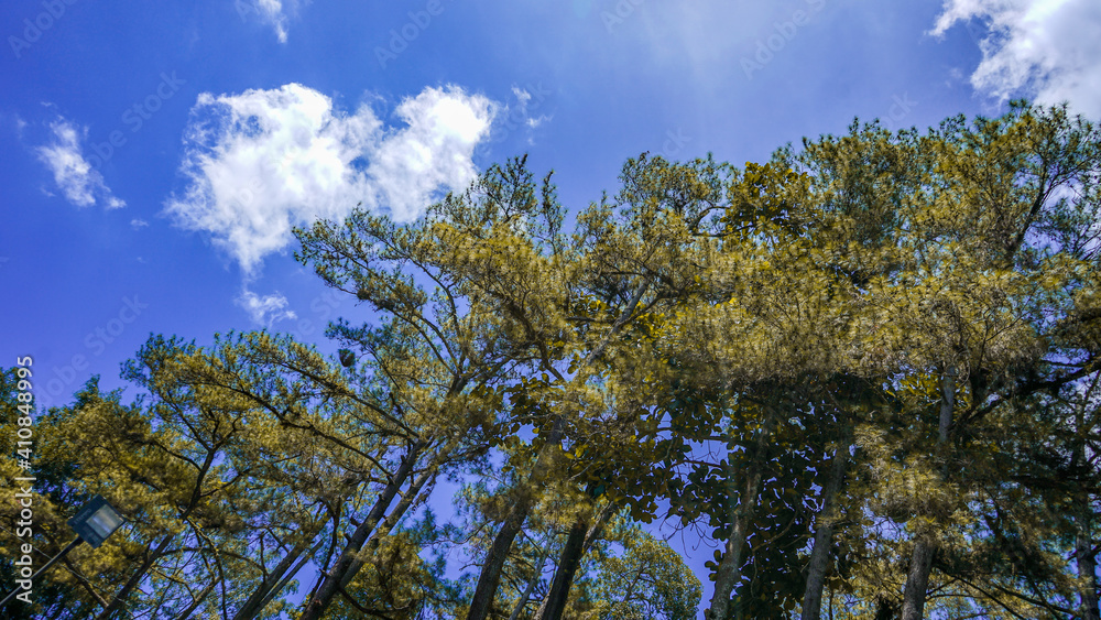 Obraz premium sky and trees