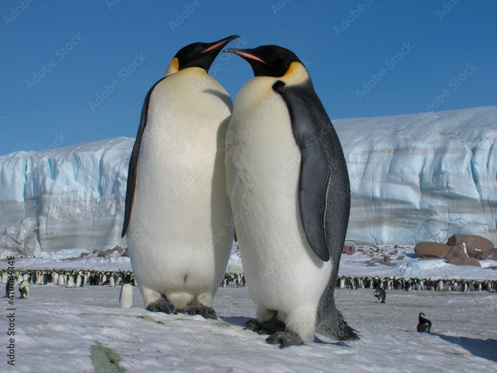 Obraz premium Emperor penguins flock Antarctica snow ice blue sky