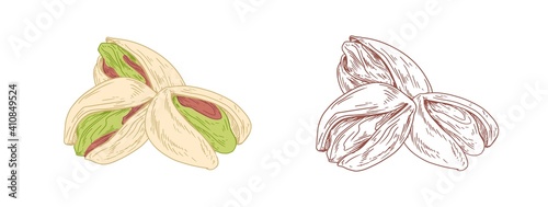 Colored pistachio nuts and unpainted outlined sketch of pistaches fruits. Green kernels in nutshells. Hand-drawn vector illustration in retro style isolated on white background