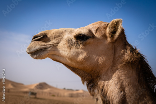 Camel profile close-up