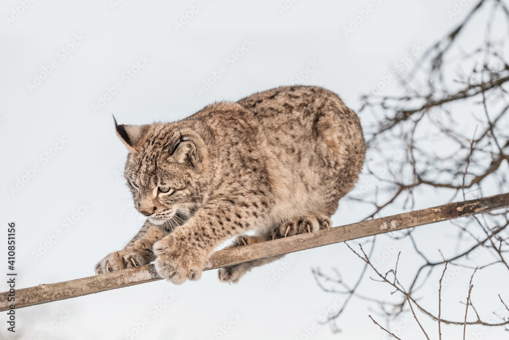 Eurasian lynx, a cub of a wild cat on a tree. A young lynx in the wild winter nature climbs from a tree. Cute baby lynx in winter forest in cold conditions.