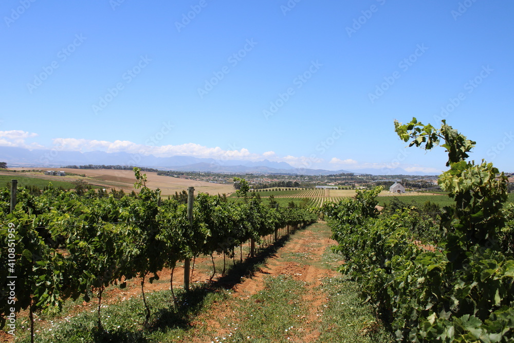 Rows of vineyards in a beautiful landscape
