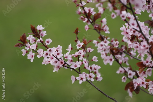Branches of a Blooming Tree in Pink photo