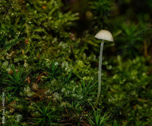 small thin translucent creamy white mushroom in moss