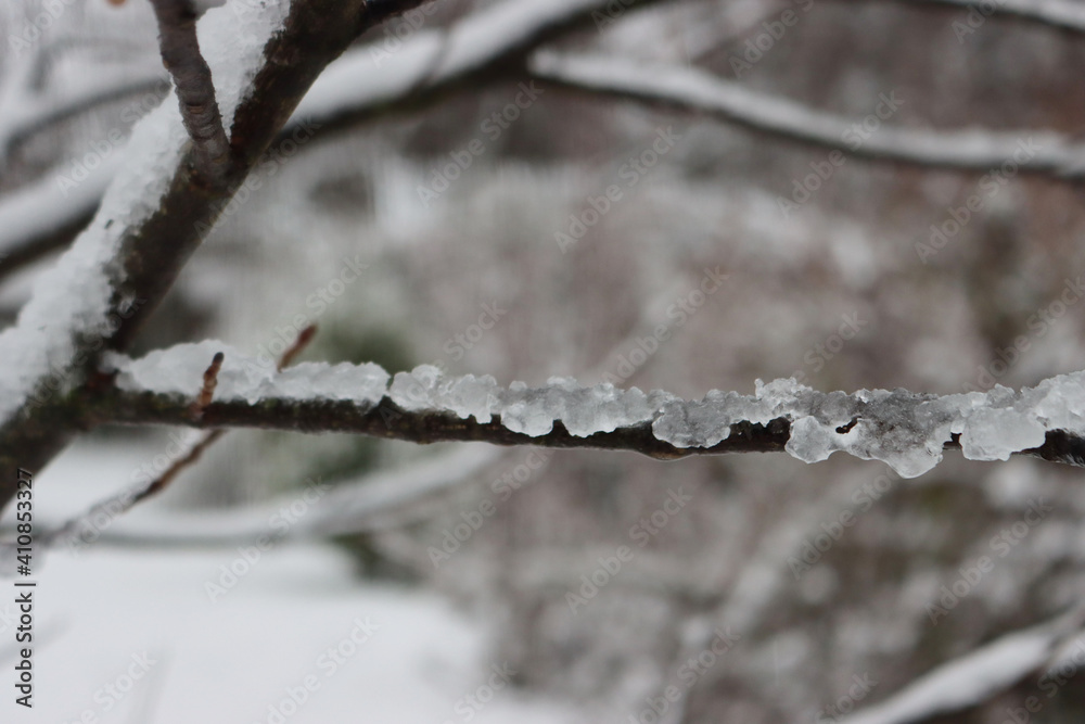 Close-up of rime on tree branches on winter season in the garden