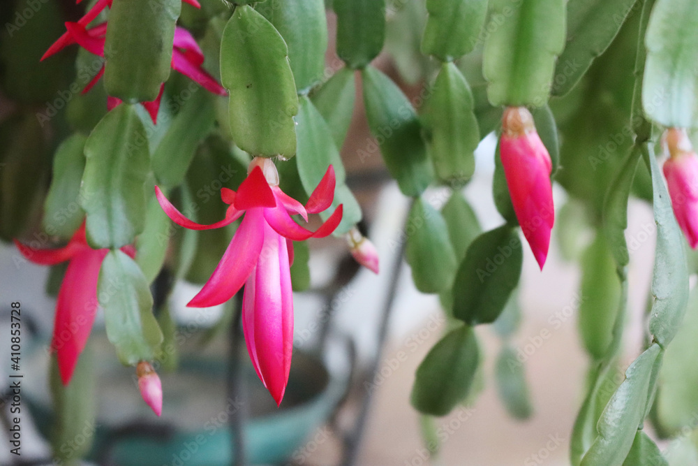 Christmas cactus with beautiful pink flowers. Close-up of Schlumbergera plant in bloom
