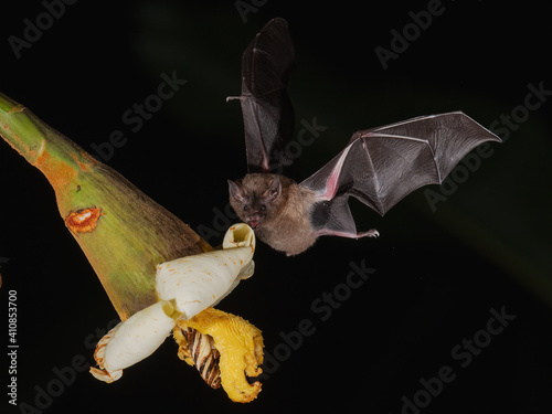 Lonchophylla robusta  Orange nectar bat The bat is hovering and drinking the nectar from the beautiful flower in the rain forest  night picture  Costa Rica