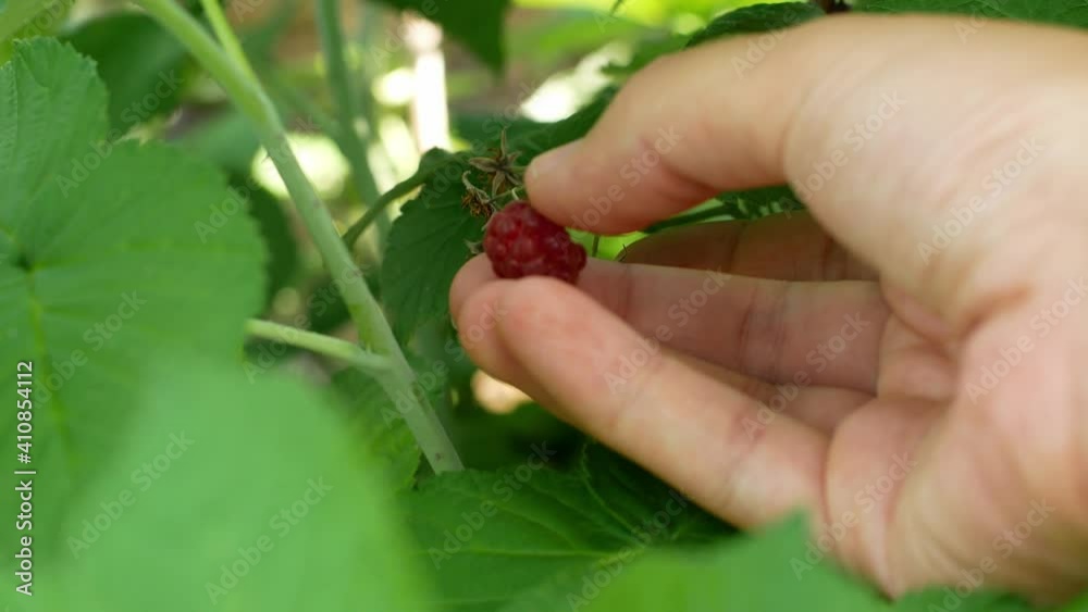 A woman's hand removes berries from a bush. Summer raspberry on the bush. A woman's hand removes berries from a bush. Summer raspberry on the bush.