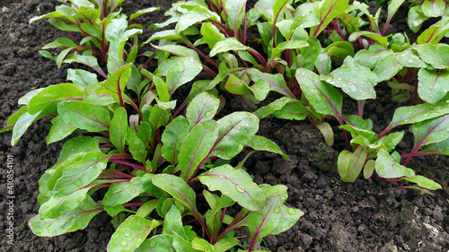 Wallpaper Mural Beet seedlings grow in a greenhouse. Water drops on the leaves of seedlings close-up. Young beetroot bushes are grown in a greenhouse. Torontodigital.ca