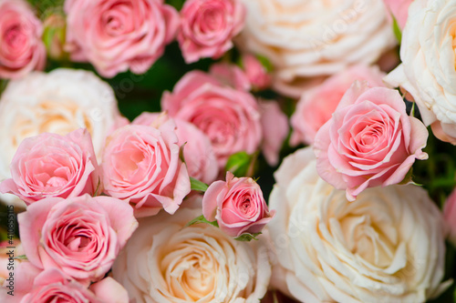 background of beautiful white and pink roses in vintage style 