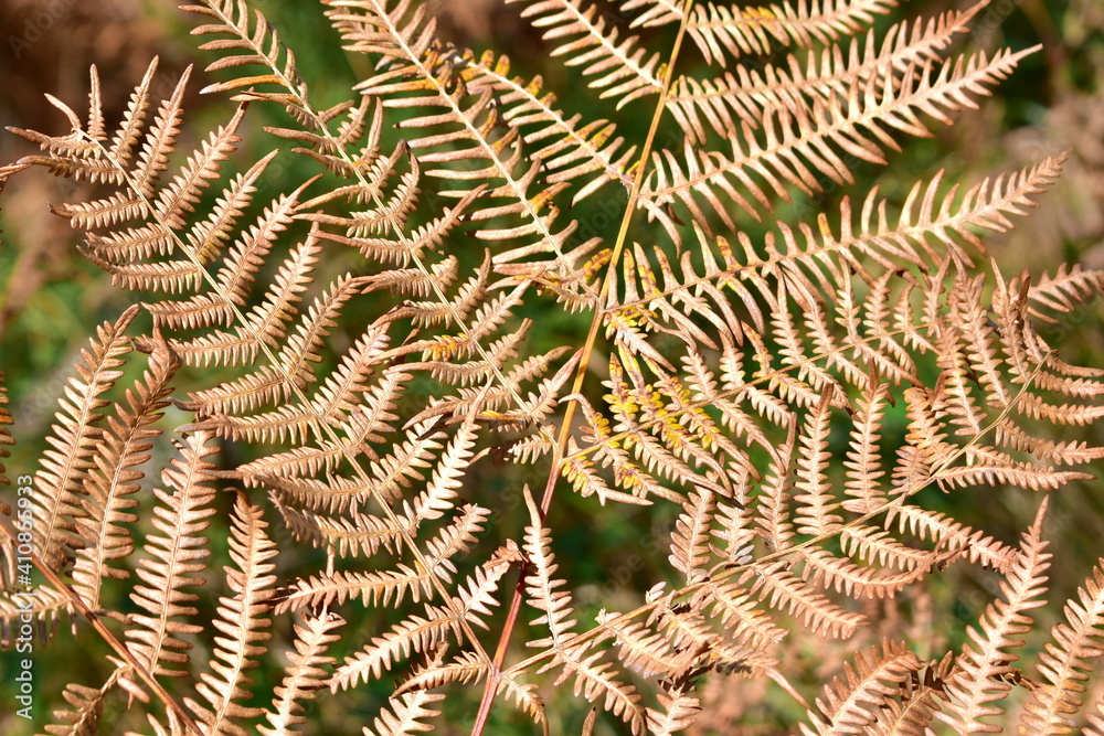 Autumn dry brown fern background. Bracken texture with sun light. Autumn dry brown fern background. Bracken texture with sun light.