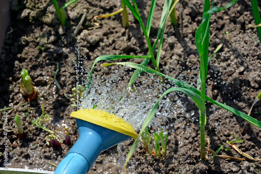 Watering the garden beds from the watering can. Watering can with water for watering plants. A watering can for watering bushes and seedlings. Agricultural equipment for the garden. Watering the garden beds from the watering can. Watering can with water for watering plants. A watering can for watering bushes and seedlings. Agricultural equipment for the garden.