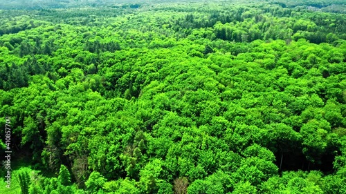 Flying above of big green forest in Poland