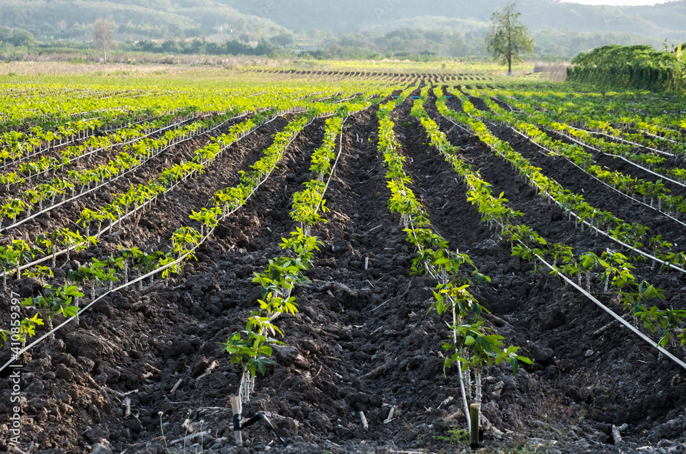 Obraz premium Conventional Horizontal Farming: Planting Vegetables in Long Rows