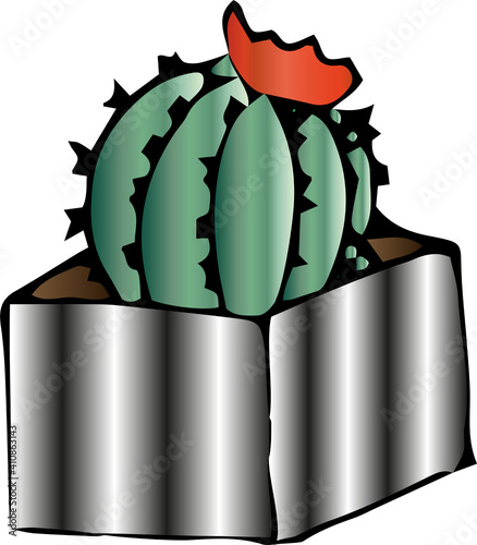 Cactus in a pot photo