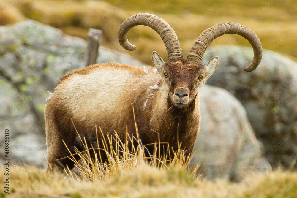 Capra pyrenaica, Iberian ibex, goat with large horns grazing, selective focus Capra pyrenaica, Iberian ibex, goat with large horns grazing, selective focus