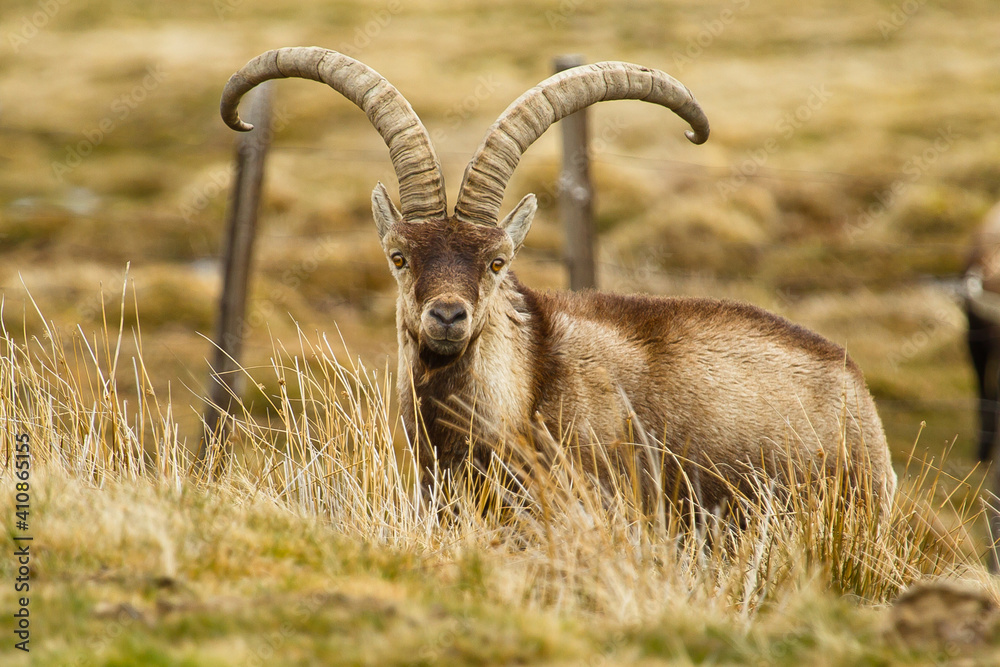 Capra pyrenaica, Iberian ibex, goat with large horns grazing, selective focus