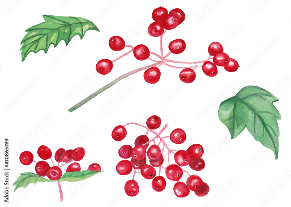 Watercolor illustration of branches viburnum with red berries and green leaves for beautiful design on white isolated background. Watercolor plant, vintage style. Watercolor illustration of branches viburnum with red berries and green leaves for beautiful design on white isolated background. Watercolor plant, vintage style.