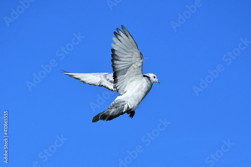 Eine Taube im Flug vor tiefblauem Himmel (Großaufnahme)