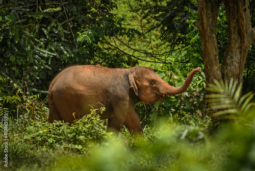 Asian Elephant - Elephas maximus, young asian elephant, iconic mammal from Asia, Thailand. © David
