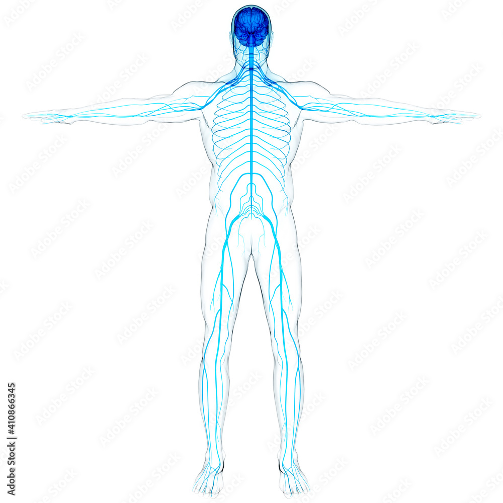 Central Organ of Human Nervous System Brain Anatomy Stock Illustration ...