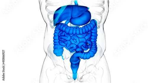 Human Digestive System Anatomy photo