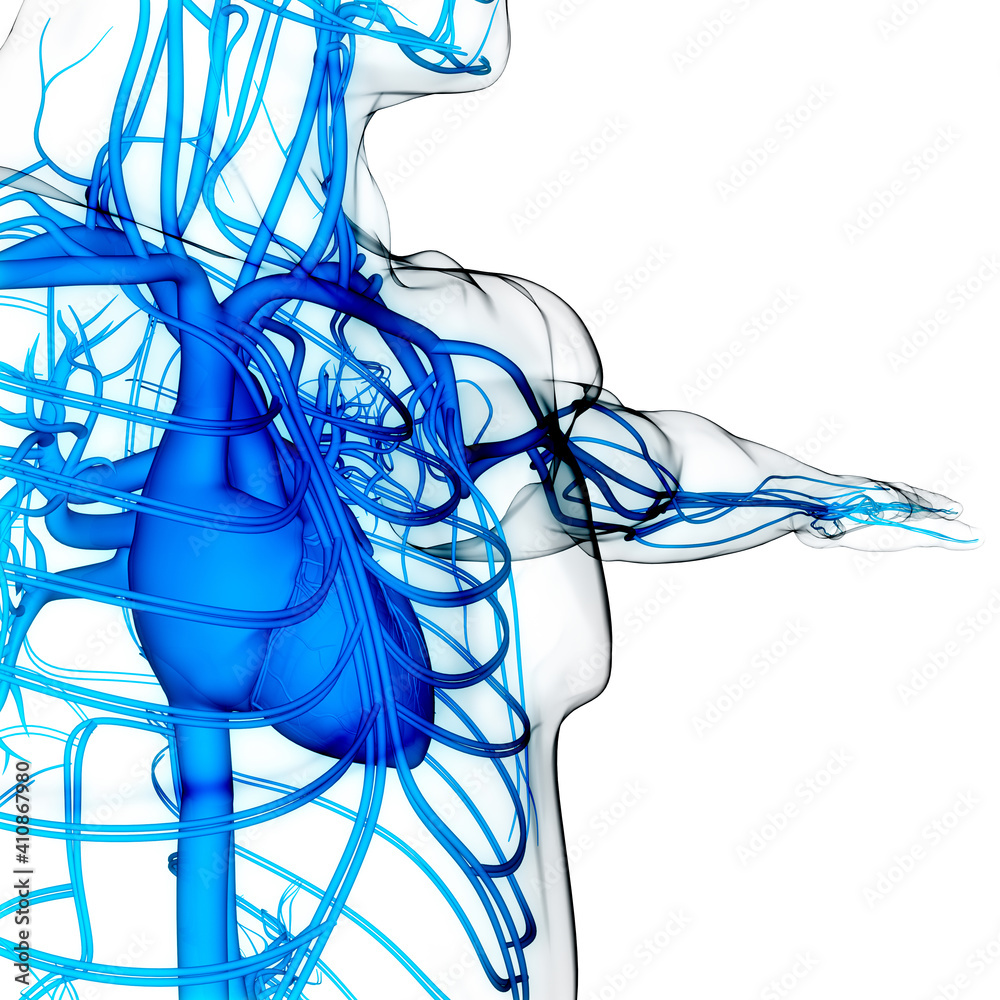 Human Circulatory System Heart Anatomy Stock Illustration | Adobe Stock