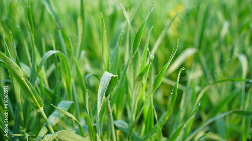 Stem of Wheat plants with light misty fog on the leaves. Growing filament or triticale in the agricultral field.