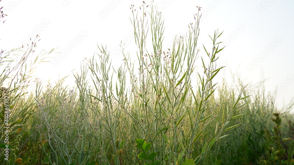 Pods plants of Mustard in the field with small little frost dewdrops. Freezing plant of Mustard in winter season. Pods plants of Mustard in the field with small little frost dewdrops. Freezing plant of Mustard in winter season.