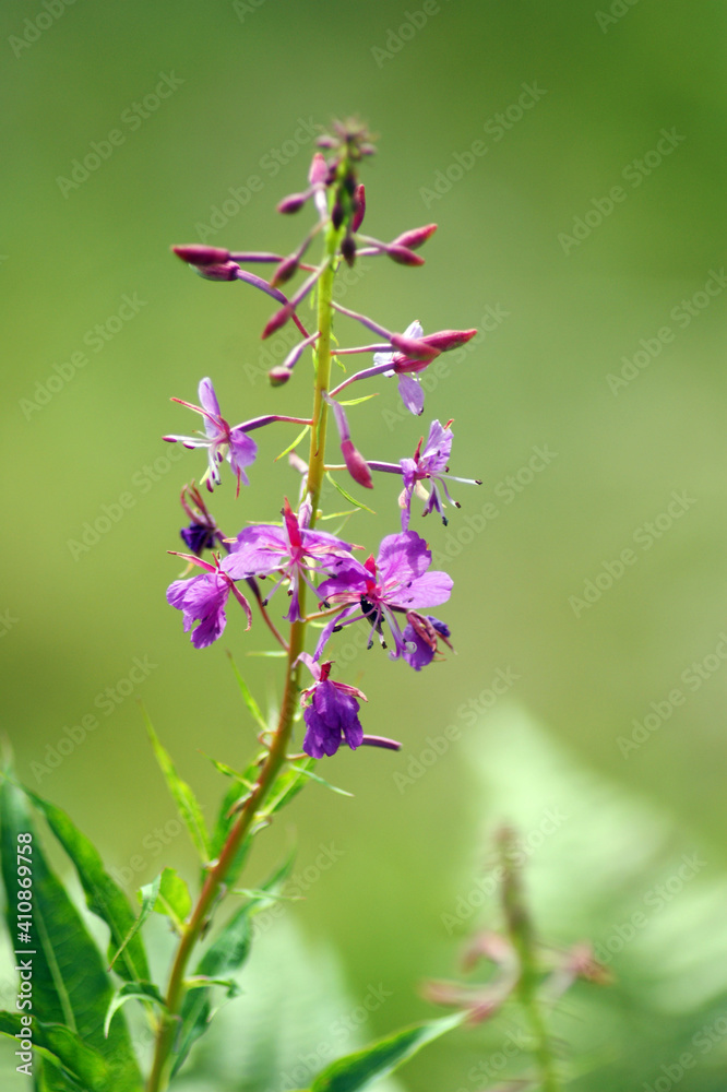 Larkspur purple flower