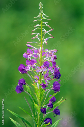 Larkspur purple flower