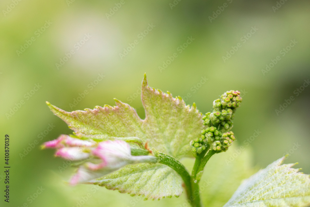 Young leaves and flower buds on a grape vine in spring. Selective focus, blurred background. Young leaves and flower buds on a grape vine in spring. Selective focus, blurred background.