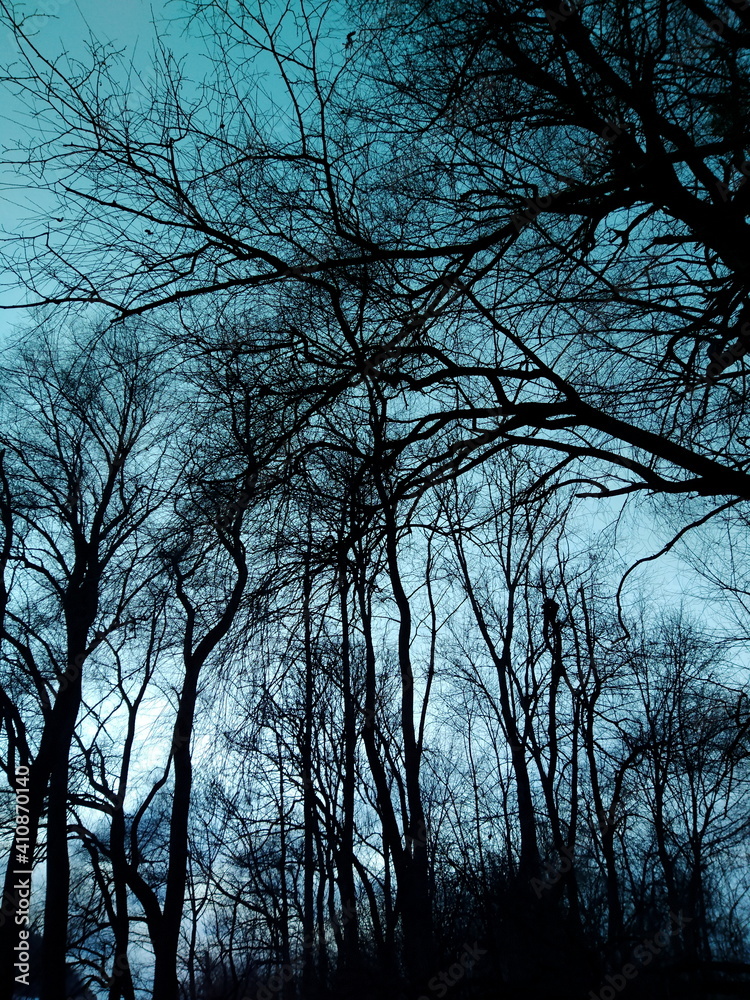 Baumsilhouetten im winterlichen Abendhimmel Baumsilhouetten im winterlichen Abendhimmel