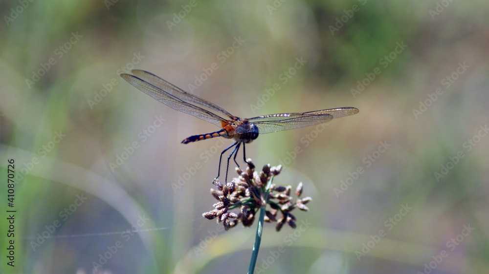 Dragonfly Dragonfly