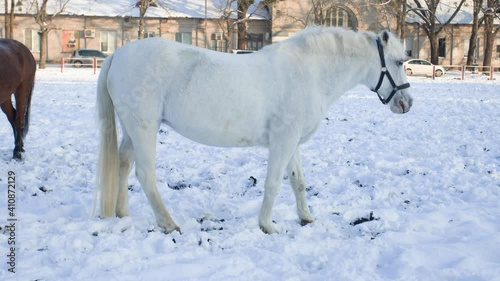 neighing white horse in winter on snow