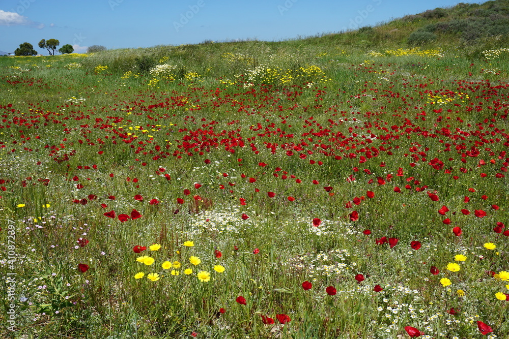 a field on the hiking trail from Antimachia Castle to Antimachia, Kos Island, Greece, May