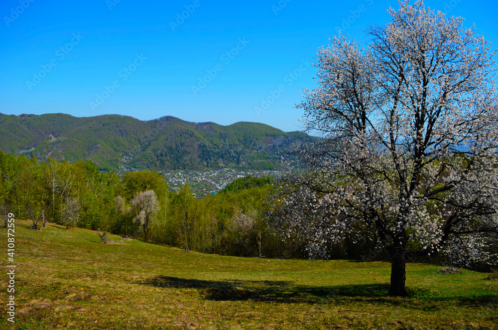 blooming cherry trees on a sunny day. Seasonal background. Flowering in spring time. Scenic image of trees in dramatic garden. blooming cherry trees on a sunny day. Seasonal background. Flowering in spring time. Scenic image of trees in dramatic garden.
