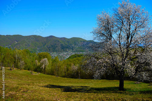 blooming cherry trees on a sunny day. Seasonal background. Flowering in spring time. Scenic image of trees in dramatic garden. © maria
