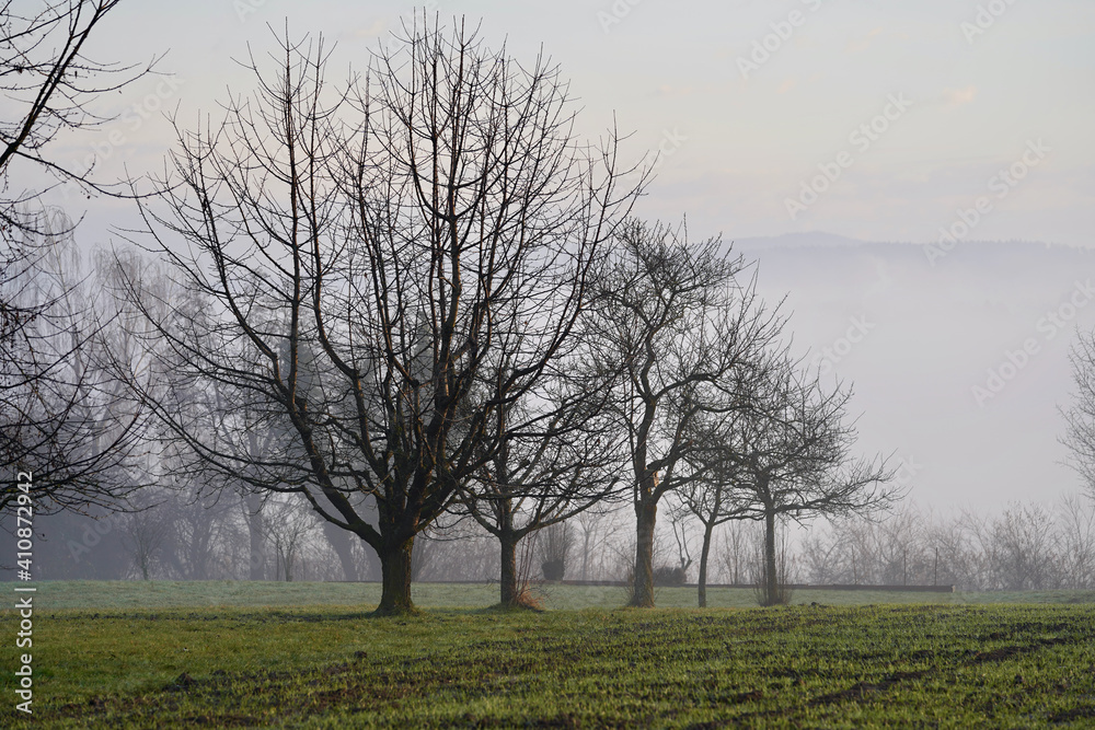 Row of trees in the field at sunrise.