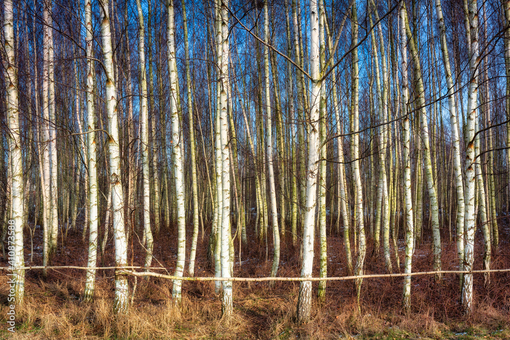 Forest of the birch trees at winter Forest of the birch trees at winter