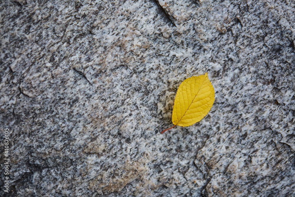 yellow small leaf on the ground yellow small leaf on the ground