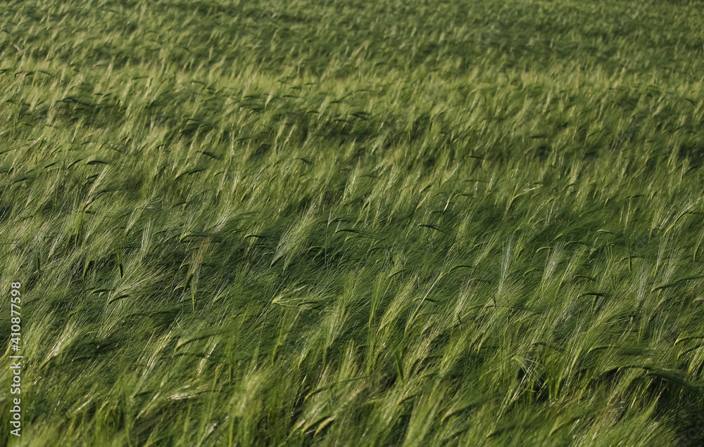 A field of fresh green wheat in the early spring A field of fresh green wheat in the early spring