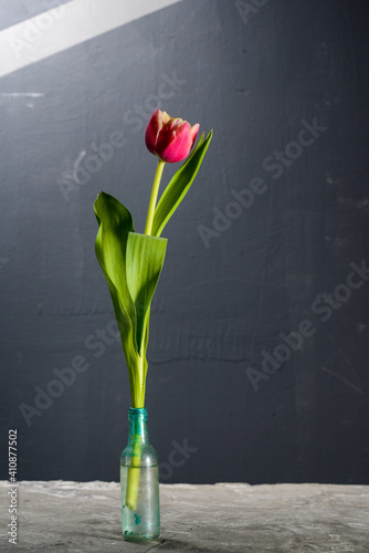 pink tulip in a small bottle on a gray background vertically
