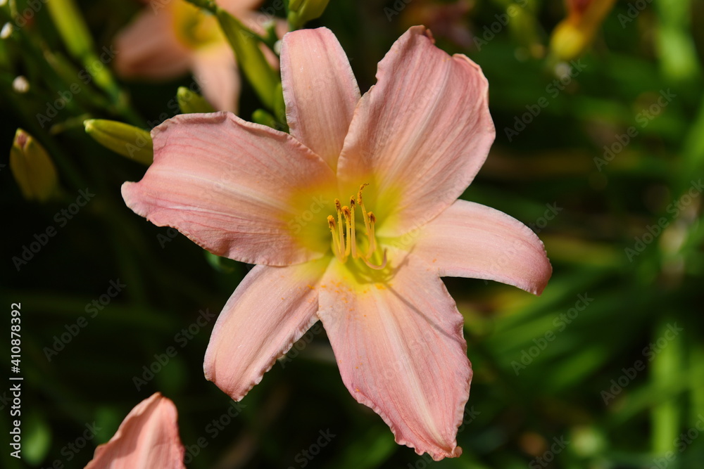 Fototapeta premium pink and yellow lily flower