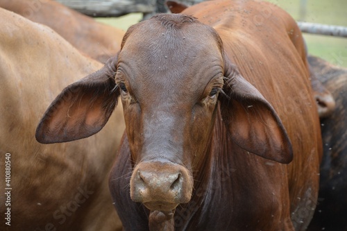 Cow 