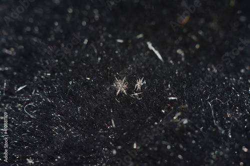 a snowflake on a black fallen tree. macro