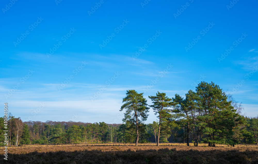 Heath landscape in winter in Netherlands
