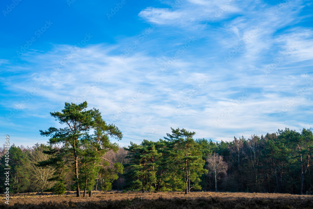 Heath landscape in winter in Netherlands
Heath landscape in winter in Netherlands